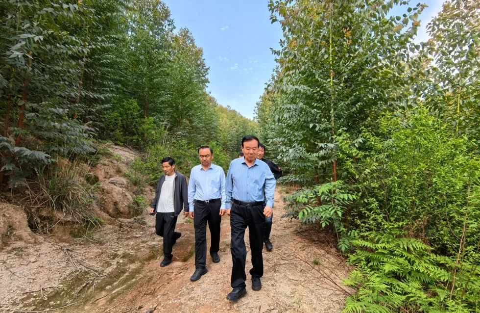 魯麗集團董事長薛茂林到江西魯麗木業自培育林場視察